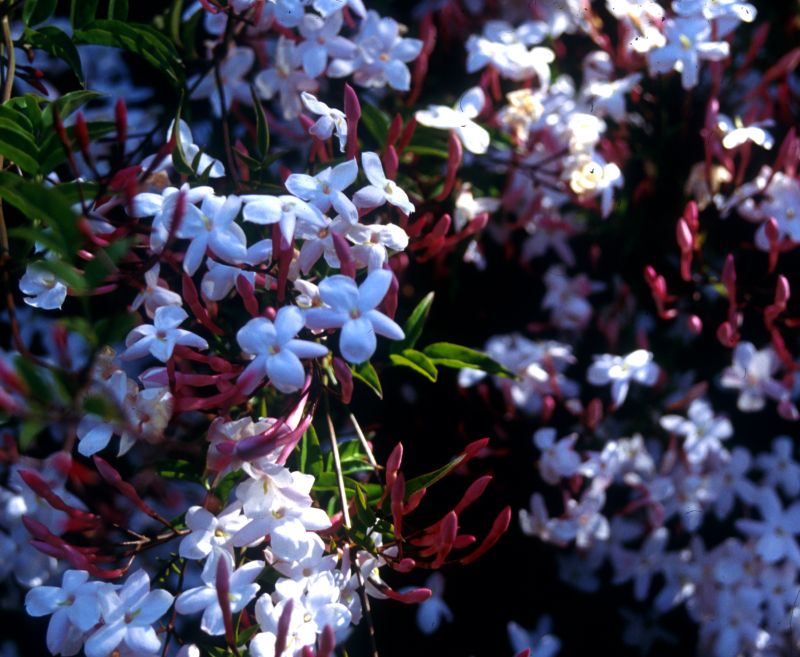 Introduction to Aromatherapy Correspondence Course Part V, Psycology of Fragrance:  PERFUMERY AND EROS